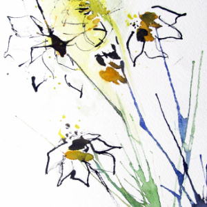 Pusteblumen - Aquarell/Tusche - 28x38 cm.